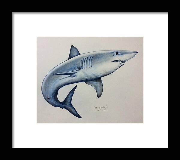 Ocean Framed Print featuring the drawing Shark by Catherine Howley