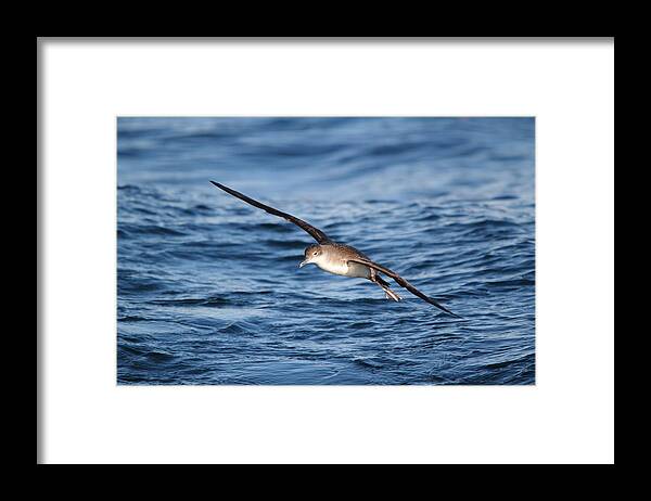 Shearwater Framed Print featuring the photograph Shearwater by Richard Patmore