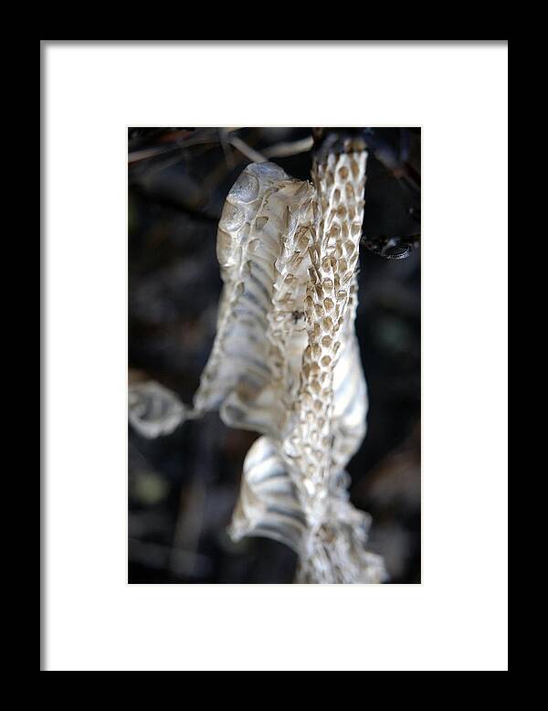 Snake Framed Print featuring the photograph Shed - Snake Skin by DArcy Evans