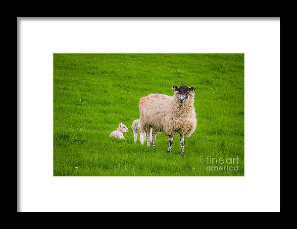 D90 Framed Print featuring the photograph Sheep and lambs by Mariusz Talarek