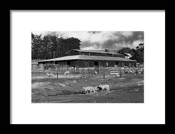 Landscape Framed Print featuring the photograph Sheep Barn B/W by Bruce Bottomley