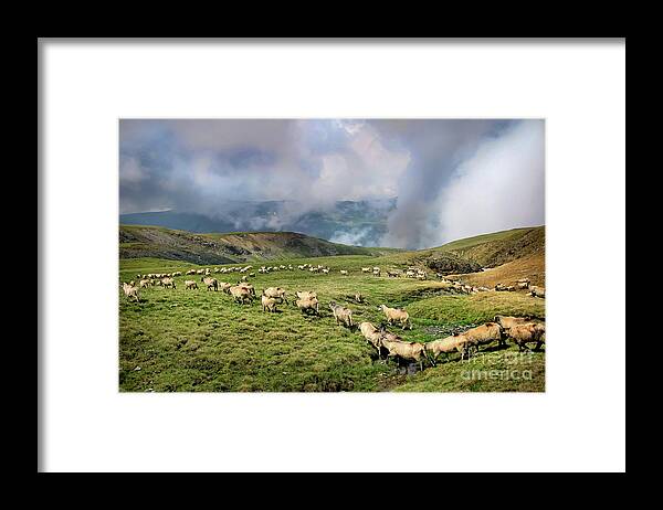 Sheep Framed Print featuring the photograph Sheep in Carphatian Mountains by Daliana Pacuraru
