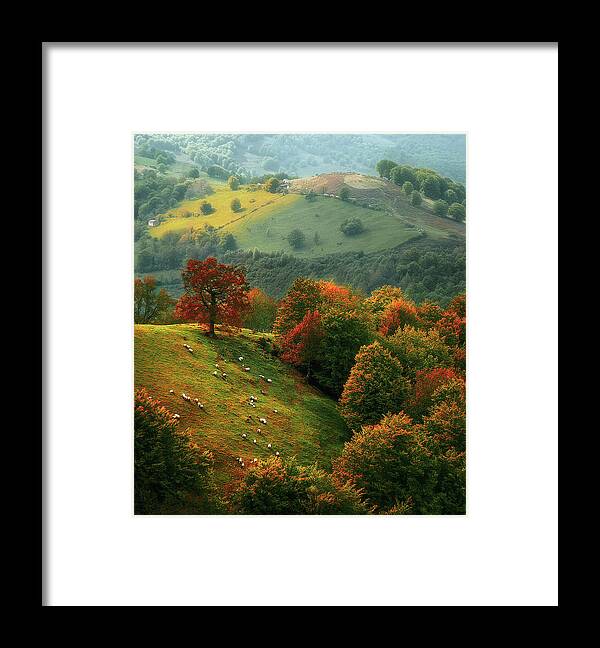 Urepel Framed Print featuring the photograph sheep in Urepel at autumn by Mikel Martinez de Osaba