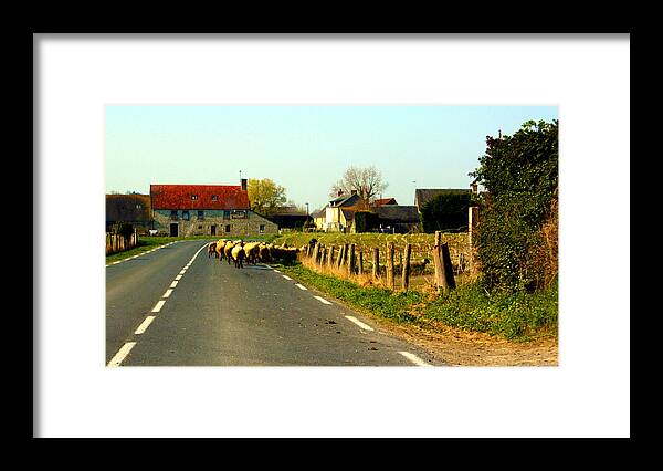 Sheep Framed Print featuring the photograph Sheep Right of Way by Susie Weaver