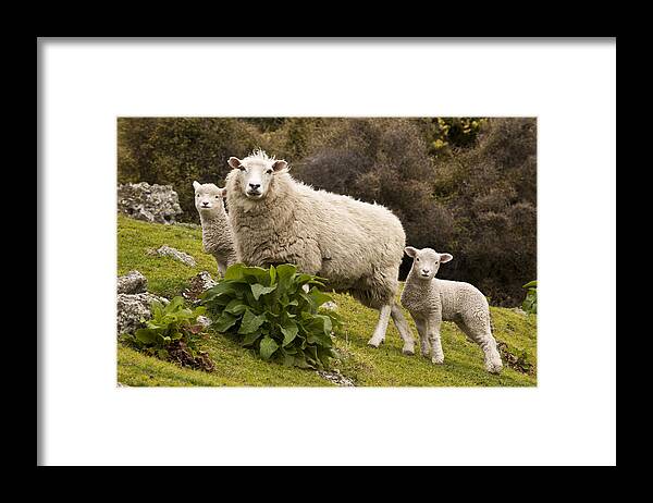 00479625 Framed Print featuring the photograph Sheep With Twin Lambs Stony Bay by Colin Monteath