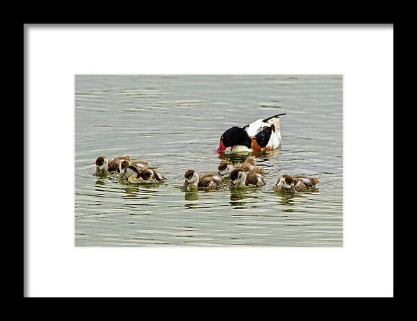 Shelduck Framed Print featuring the photograph Shelduck and Young by Jeff Townsend