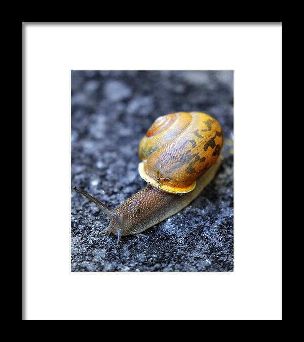 Snail Framed Print featuring the photograph Shell Shock by Jennifer Robin