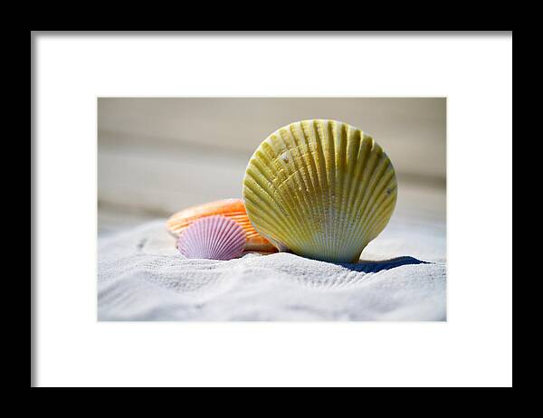 Shells Framed Print featuring the photograph Shells by Julia Roman