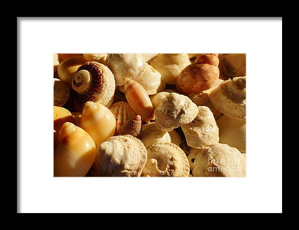 Shell Framed Print featuring the photograph Shells VIII by Cassandra Buckley