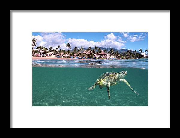 Maui Ocean Art Turtle Hawaii Sheraton Framed Print featuring the photograph Sheraton Maui by James Roemmling