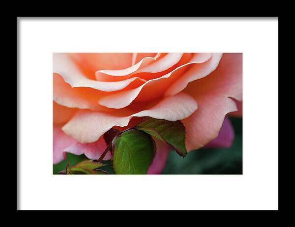 Sherbet Framed Print featuring the photograph Sherbet by Amanda Rimmer