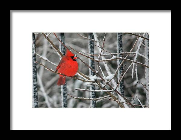 Red Framed Print featuring the photograph Shhhhh Be Still 1 by Diane Lindon Coy