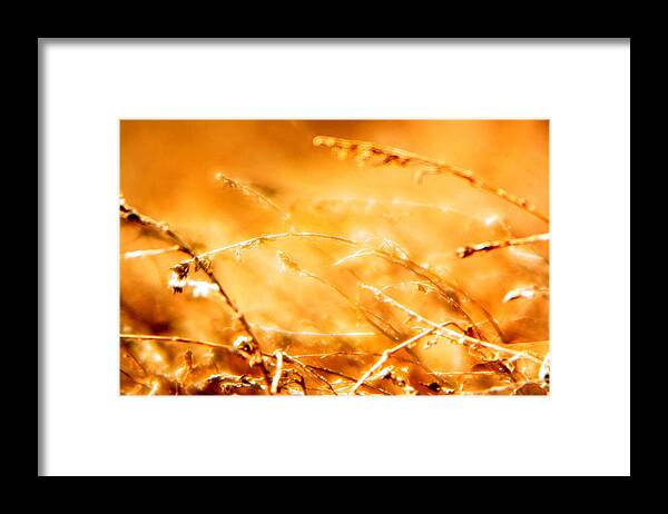 Grass Framed Print featuring the photograph Shimmer by Julie Lueders 