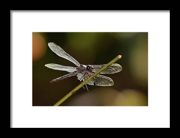 Insect Framed Print featuring the photograph Shimmering Dragonfly by Alan Lenk
