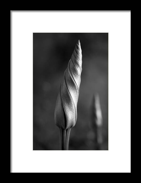 Ipomoea Alba Framed Print featuring the photograph Shimmering Moonflower Bud by Kathy Clark