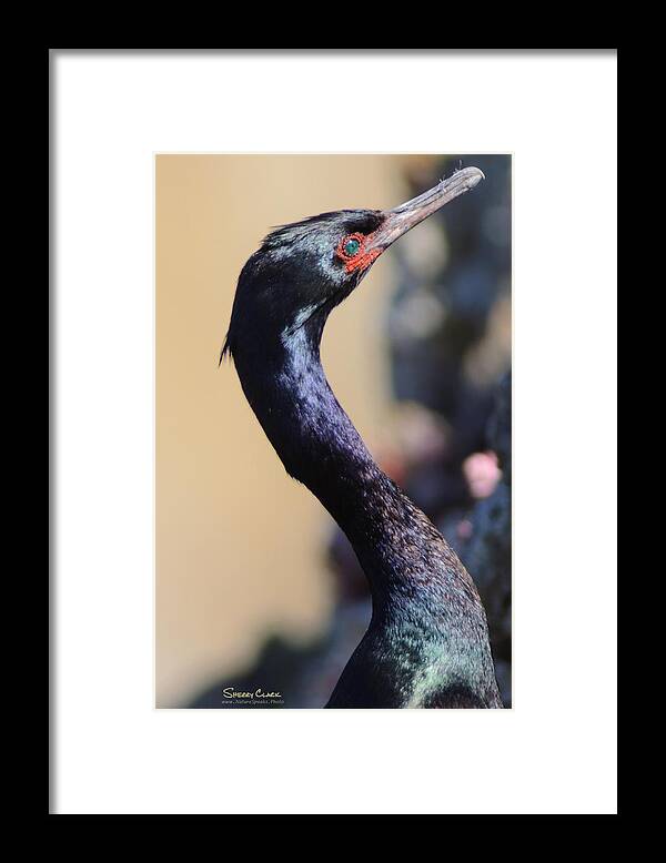  Framed Print featuring the photograph Shine by Sherry Clark