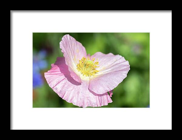 Shirley Poppy Framed Print featuring the photograph Shirley Poppy 2018-1 by Thomas Young