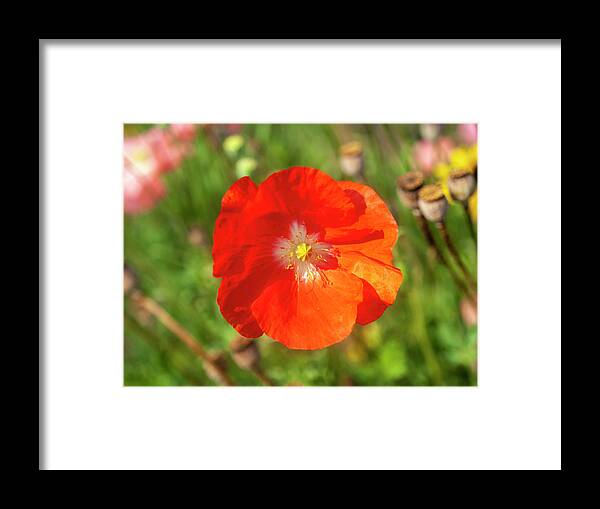 Shirley Poppy Framed Print featuring the photograph Shirley Poppy 2018-10 by Thomas Young