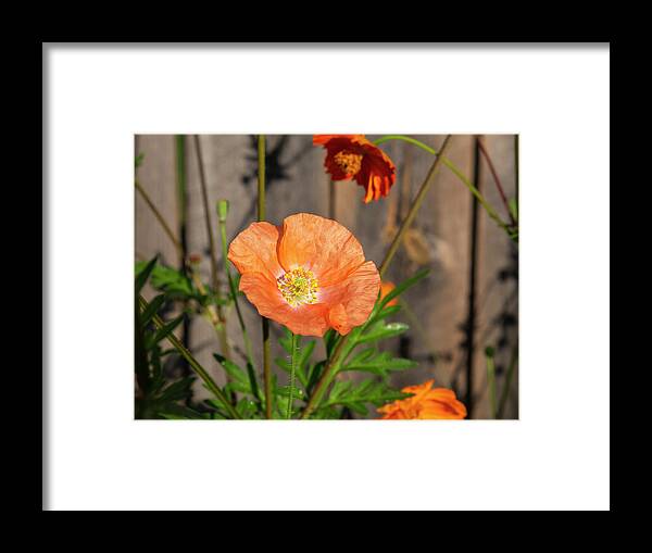 Shirley Poppy Framed Print featuring the photograph Shirley Poppy 2018-12 by Thomas Young