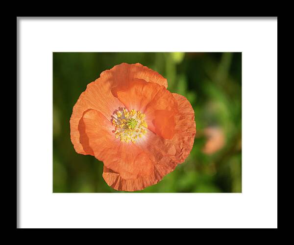 Shirley Poppy Framed Print featuring the photograph Shirley Poppy 2018-13 by Thomas Young