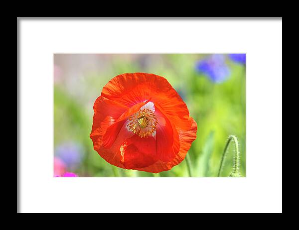 Shirley Poppy Framed Print featuring the photograph Shirley Poppy 2018-2 by Thomas Young