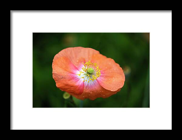 Shirley Poppy Framed Print featuring the photograph Shirley Poppy 2018-4 by Thomas Young
