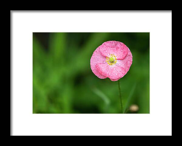 Shirley Poppy Framed Print featuring the photograph Shirley Poppy 2018-6 by Thomas Young