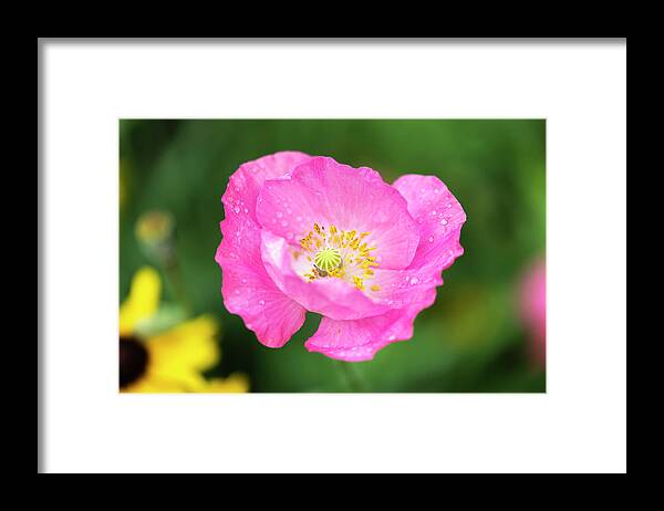 Shirley Poppy Framed Print featuring the photograph Shirley Poppy 2018-7 by Thomas Young