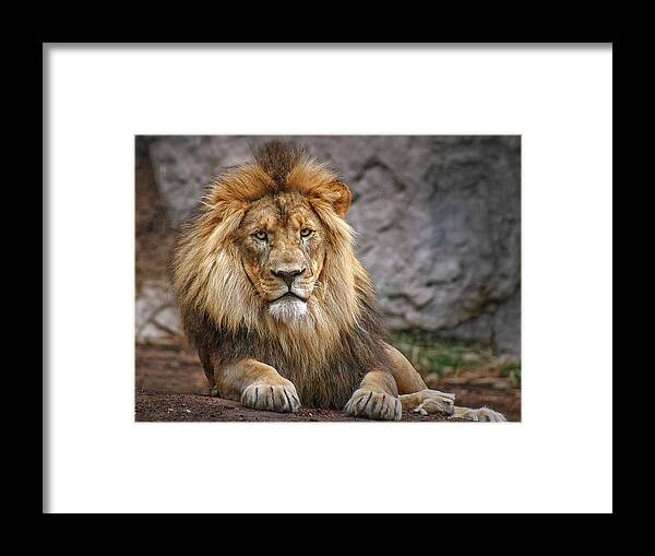 Lions Framed Print featuring the photograph Shombay by Elaine Malott
