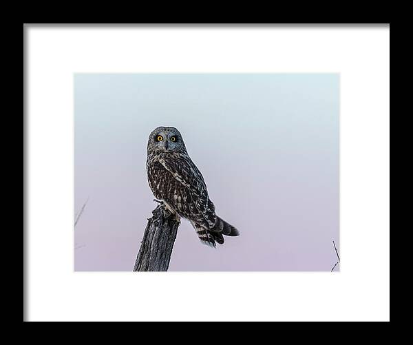 Short-eared Owl Framed Print featuring the photograph Short-eared Owl 2018-1 by Thomas Young
