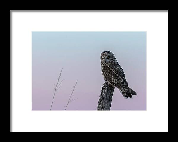 Short-eared Owl Framed Print featuring the photograph Short-eared Owl 2018-4 by Thomas Young