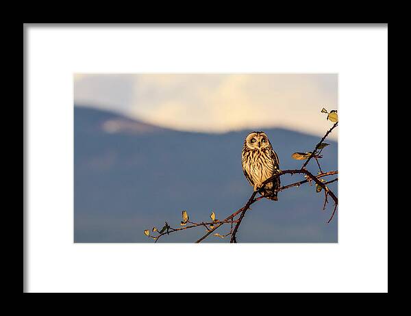 Landscape Framed Print featuring the photograph Short-eared Owl by Briand Sanderson