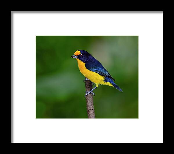 Violaceous Euphonia Framed Print featuring the photograph Short Round by Tony Beck
