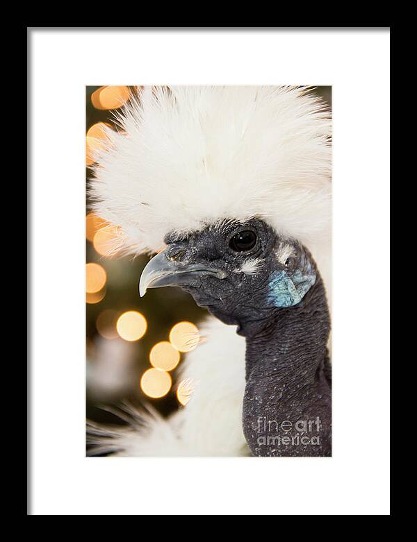 Chickens Framed Print featuring the photograph Showgirl a.k.a. Naked Neck Silkies by Jeannette Hunt
