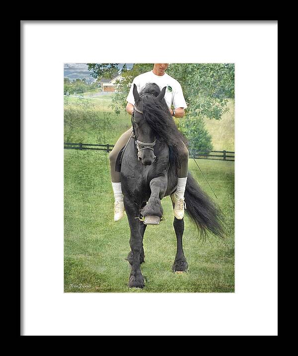 Friesian Framed Print featuring the photograph Showing off by Fran J Scott