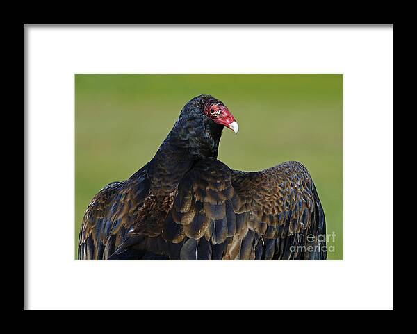 Parc Omega Framed Print featuring the photograph Showing off her Wings..... by Nina Stavlund