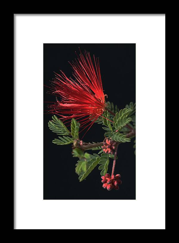 Fairy Duster Framed Print featuring the photograph Showy Fairy Duster by Tammy Pool