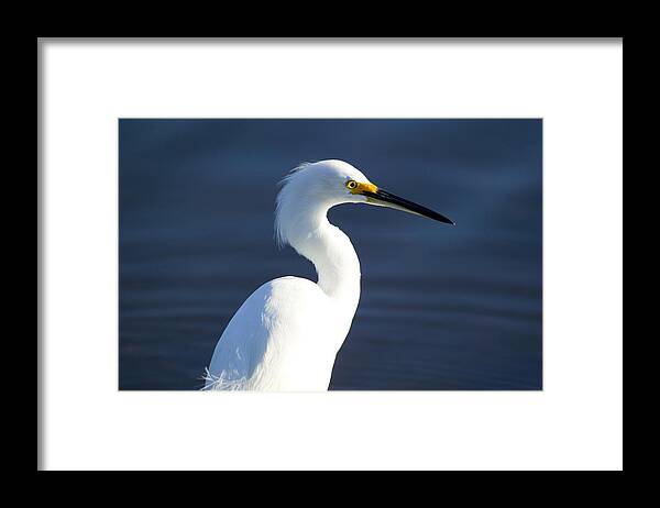Snowy Egret Framed Print featuring the photograph Showy Snowy Egret by Rich Franco