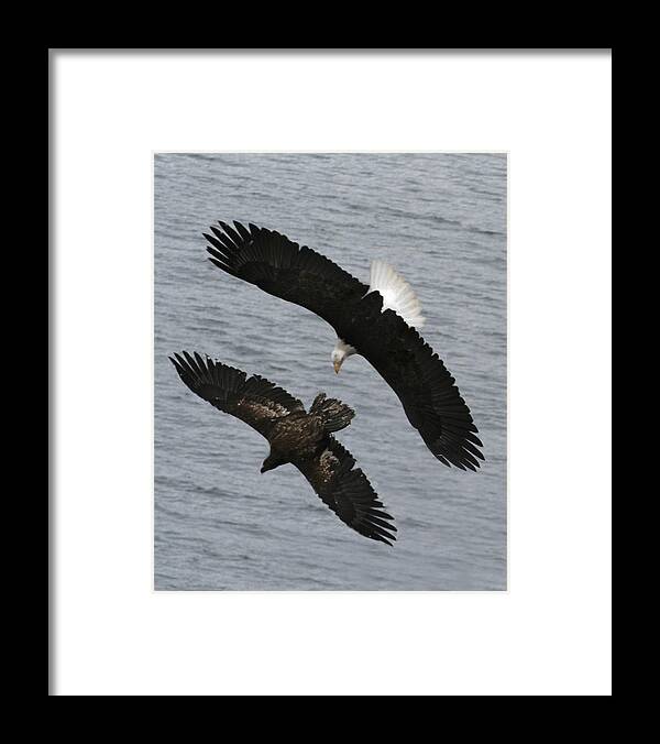 Eagles Framed Print featuring the photograph Side by Side Eagles NW3074 by Mary Gaines