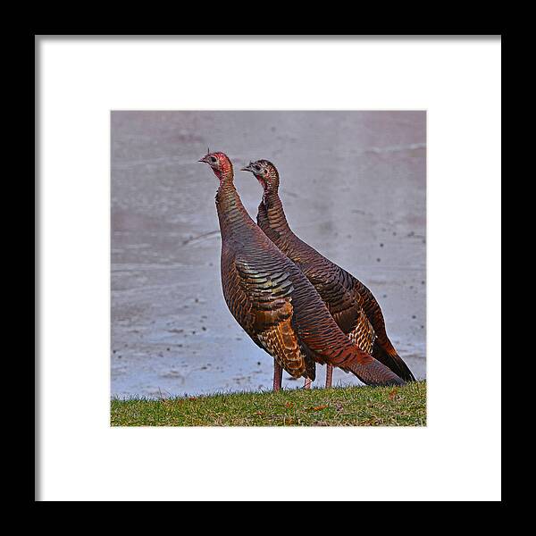 Turkeys Framed Print featuring the photograph Side by Side by Ken Stampfer