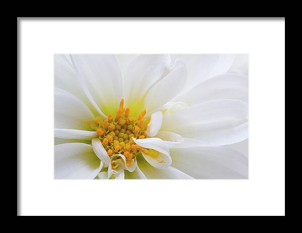 Flowers Framed Print featuring the photograph Side Dahlia by Carolyn D'Alessandro