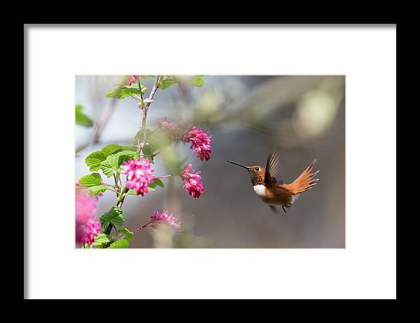 Rufous Hummingbird Framed Print featuring the photograph Sign Of Spring 3 by Randy Hall