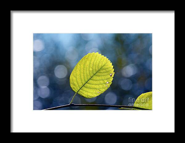 Canada Framed Print featuring the photograph Signs of Autumn by Ian McGregor