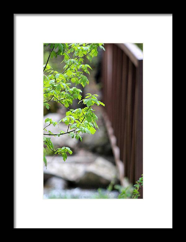 Boxelder Leaves Framed Print featuring the photograph Signs of Spring in American Fork Canyon Utah by Colleen Cornelius