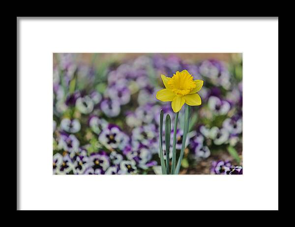 Flower Framed Print featuring the photograph Signs of Spring by Jimmy McDonald