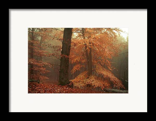 Silence In Misty Woods Framed Print by Jenny Rainbow