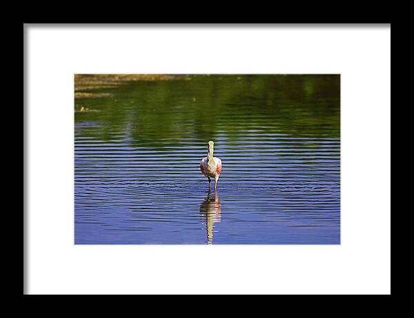 Roseate Spoonbill Framed Print featuring the photograph Silent Craving by Michiale Schneider