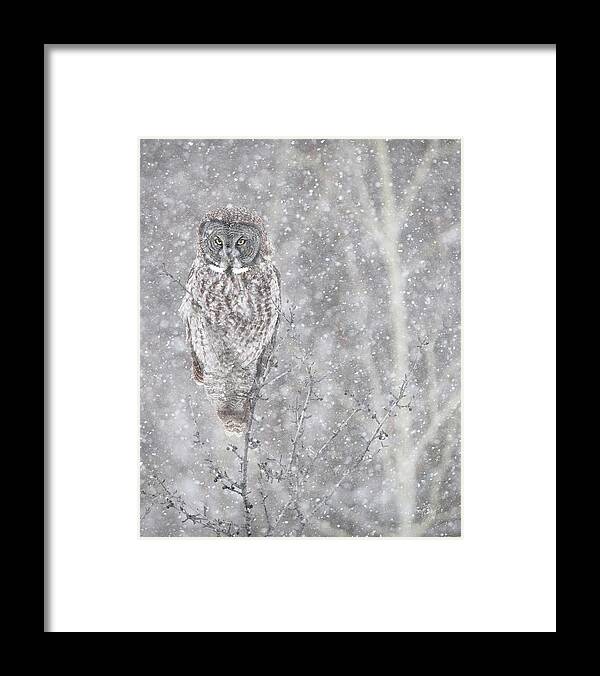 Owl Framed Print featuring the photograph Silent Snowfall Portrait by Everet Regal