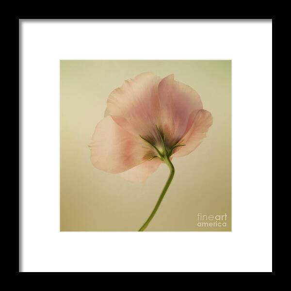 Eustoma Framed Print featuring the photograph Silk by Priska Wettstein