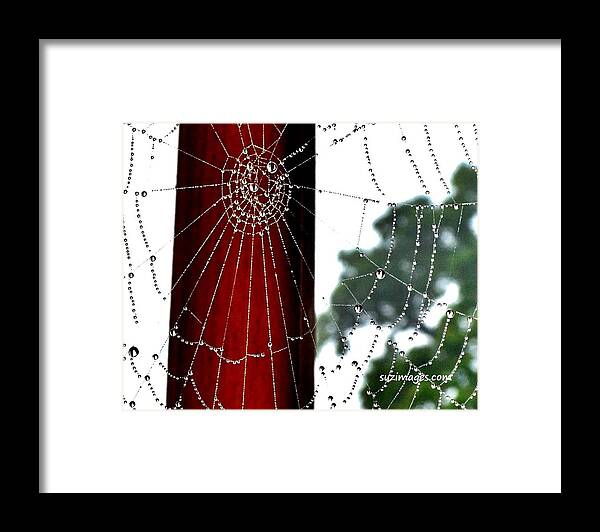 Spider Web Framed Print featuring the photograph Silk by Susie Loechler